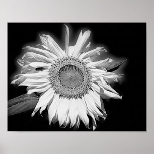Sunflower In Black And White Poster