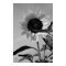 Sunflower in Black & White