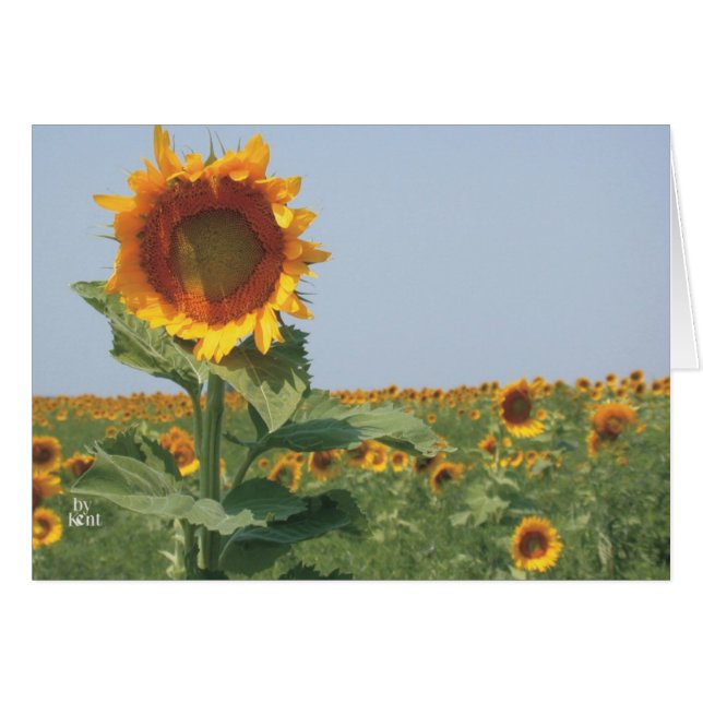 sunflower in field of sunflowers (Front Horizontal)