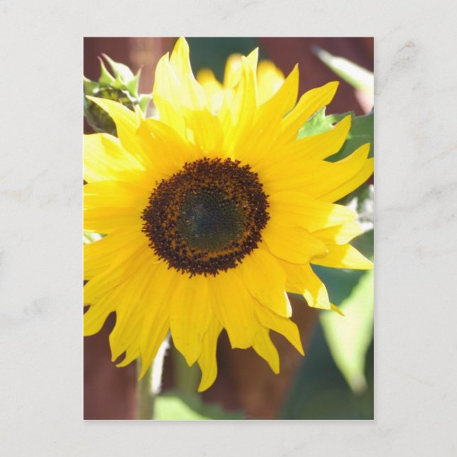 Sunflower in Full Bloom Postcard (Front)