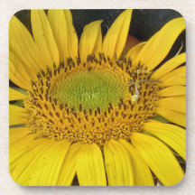 sunflower in nature photo from Bulgaria