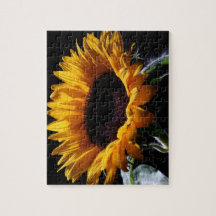 Sunflower in studio 1