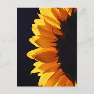 Sunflower in studio 4 postcard
