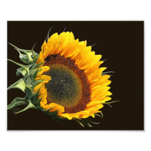 Sunflower In Sunshine 8x10 Photo Print