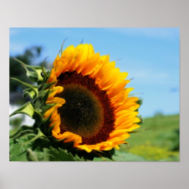 Sunflower In Sunshine Flower Orton Effect Poster (Front)