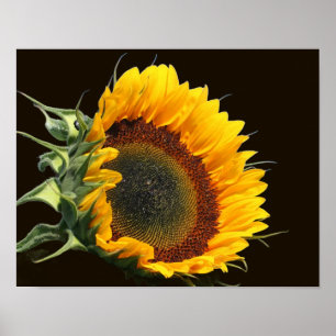 Sunflower In Sunshine Poster