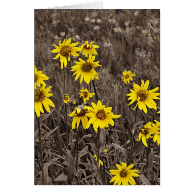 Sunflower in the Rocky Mountain (Front)