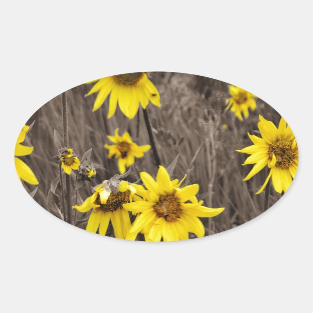 Sunflower in the Rocky Mountain Oval Sticker (Front)