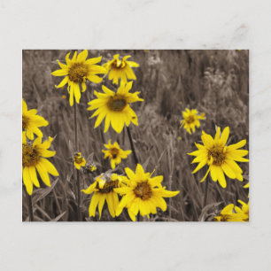 Sunflower in the Rocky Mountain Postcard