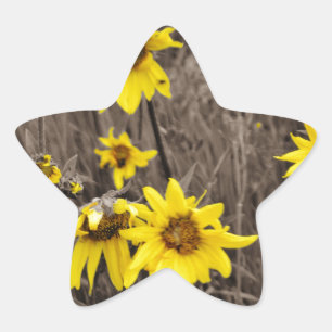 Sunflower in the Rocky Mountain Star Sticker