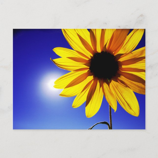 Sunflower in the Sun Postcard (Front)