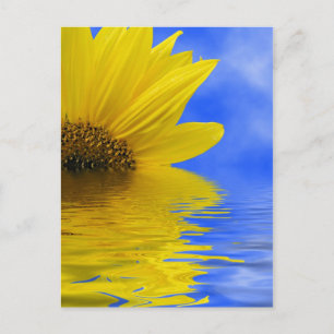 Sunflower in water postcard