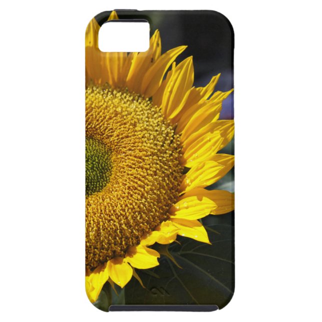 Sunflower iPhone 5 Case (Back)