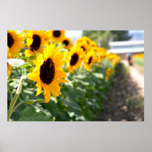 Sunflower Lane Poster