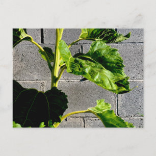Sunflower Leaves Postcard