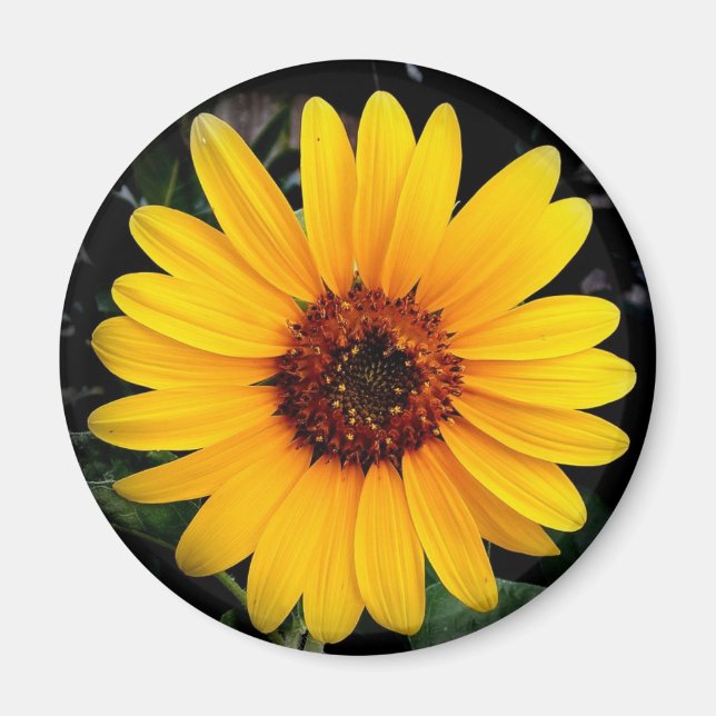 Sunflower Magnet (Front)