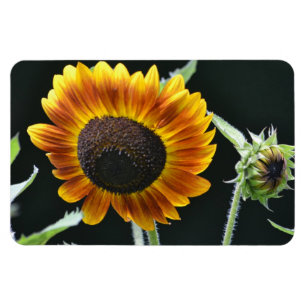 Sunflower Magnet