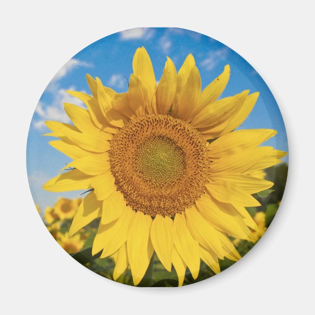 Sunflower Magnet (Front)