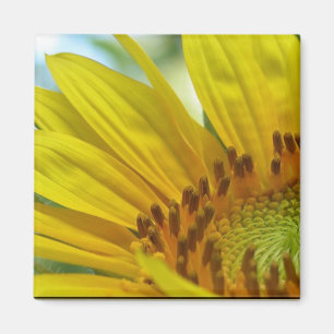 Sunflower Magnet