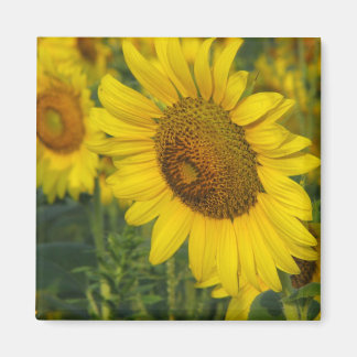 Sunflower Magnet
