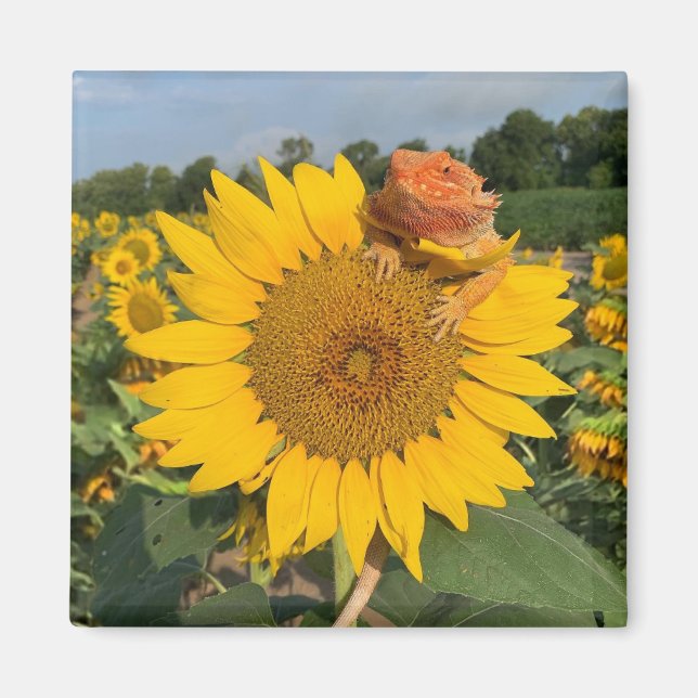 Sunflower Magnet (Front)