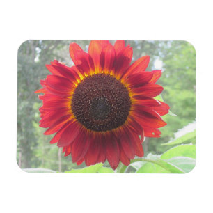 Sunflower Magnet