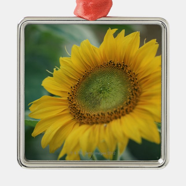 Sunflower Metal Tree Decoration (Front)