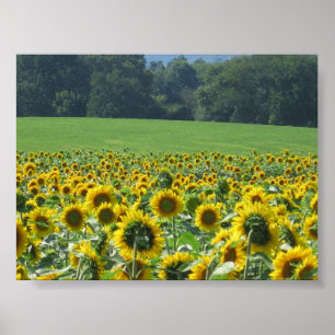 Sunflower Mob Poster