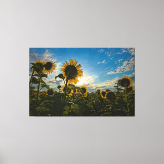 Sunflower Morning Canvas Print