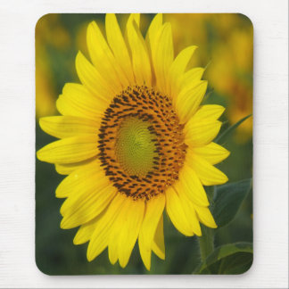 Sunflower Mouse Mat