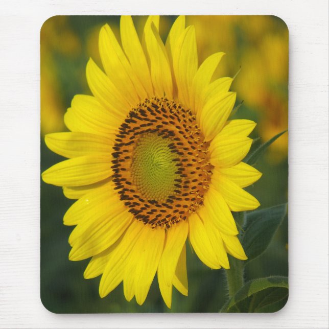 Sunflower Mouse Mat (Front)