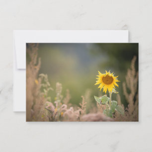 Sunflower Nature Photo Card