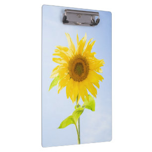 Sunflower Nature Photo Clipboard