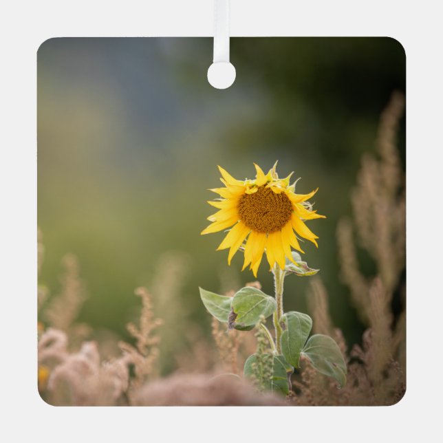 Sunflower Nature Photo Metal Tree Decoration (Front)