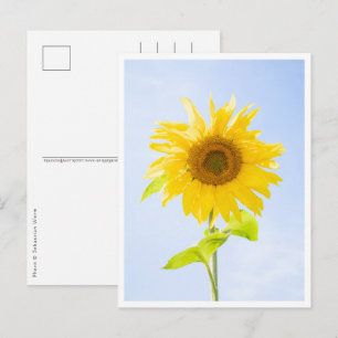 Sunflower Nature Photo Postcard