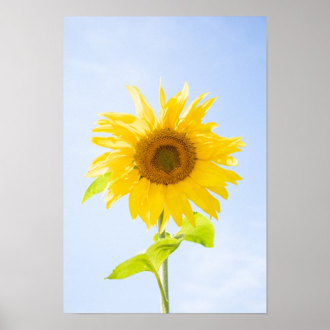 Sunflower Nature Photo Poster (Front)