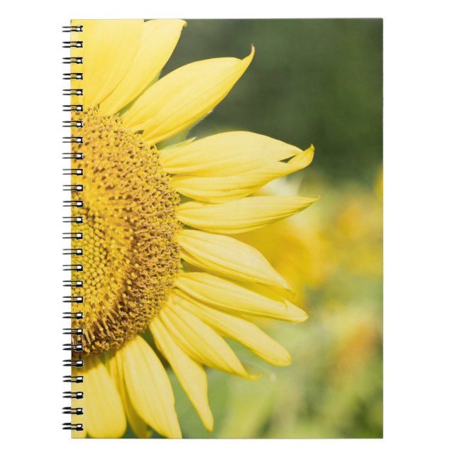 Sunflower  notebook (Front)