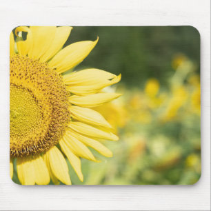Sunflower on a Sunny Day Mouse Mat