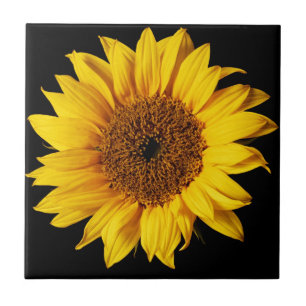 Sunflower on Black Background Tile