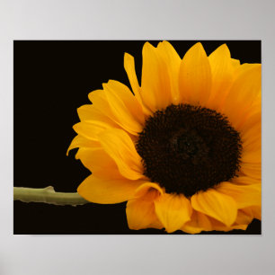 Sunflower on Black Poster