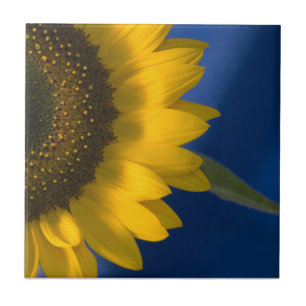 Sunflower on Blue Photo Tile
