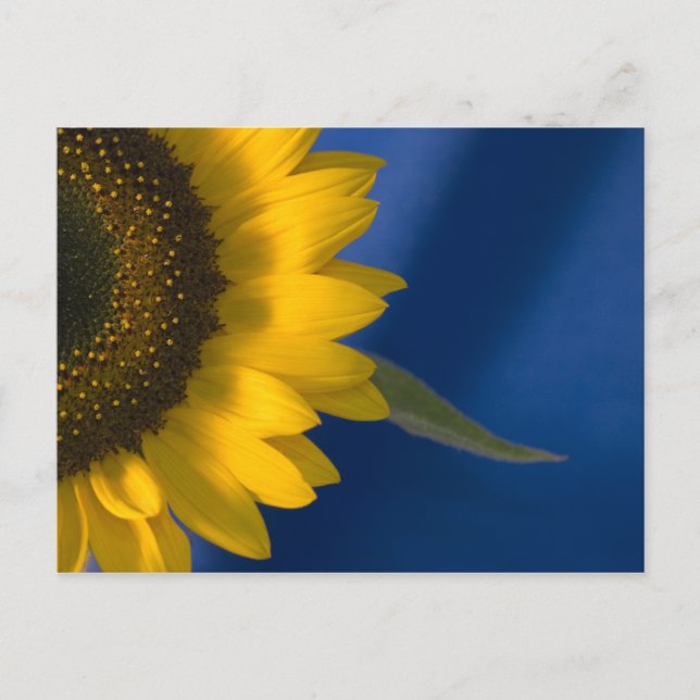 Sunflower on Blue Postcard (Front)