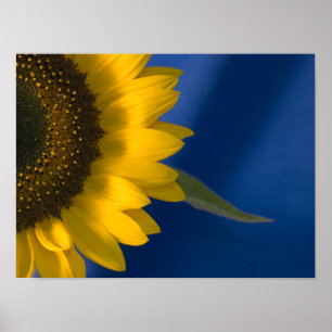 Sunflower on Blue Poster