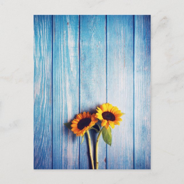 Sunflower on Blue Wood Wall Postcard (Front)