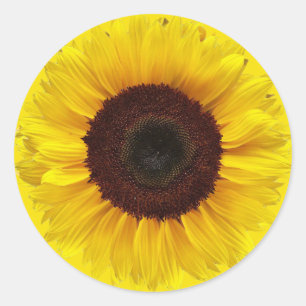 Sunflower on Golden Yellow Round Gift Envelope Classic Round Sticker