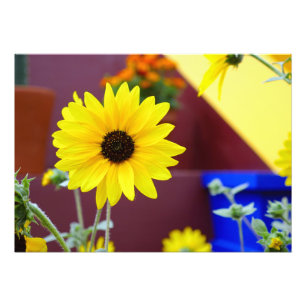 Sunflower on my patio photo print