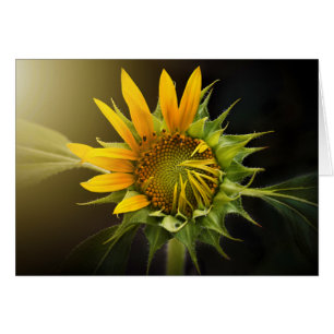Sunflower Opening in Full Bloom