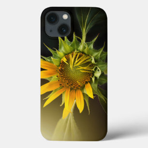 Sunflower Opening in Full Bloom iPhone 13 Case