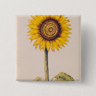 Sunflower or Helianthus 15 Cm Square Badge