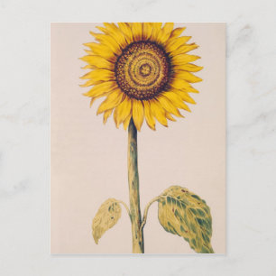 Sunflower or Helianthus Postcard